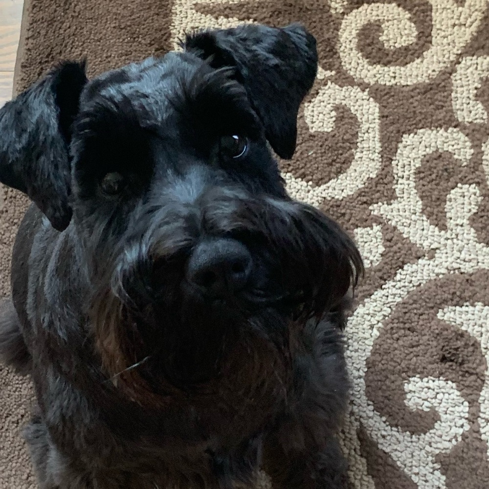 Meet your Posher, Madison